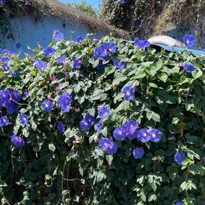 Free people Henley bundle!